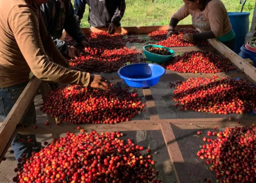 Sortieren der Kaffeekirschen